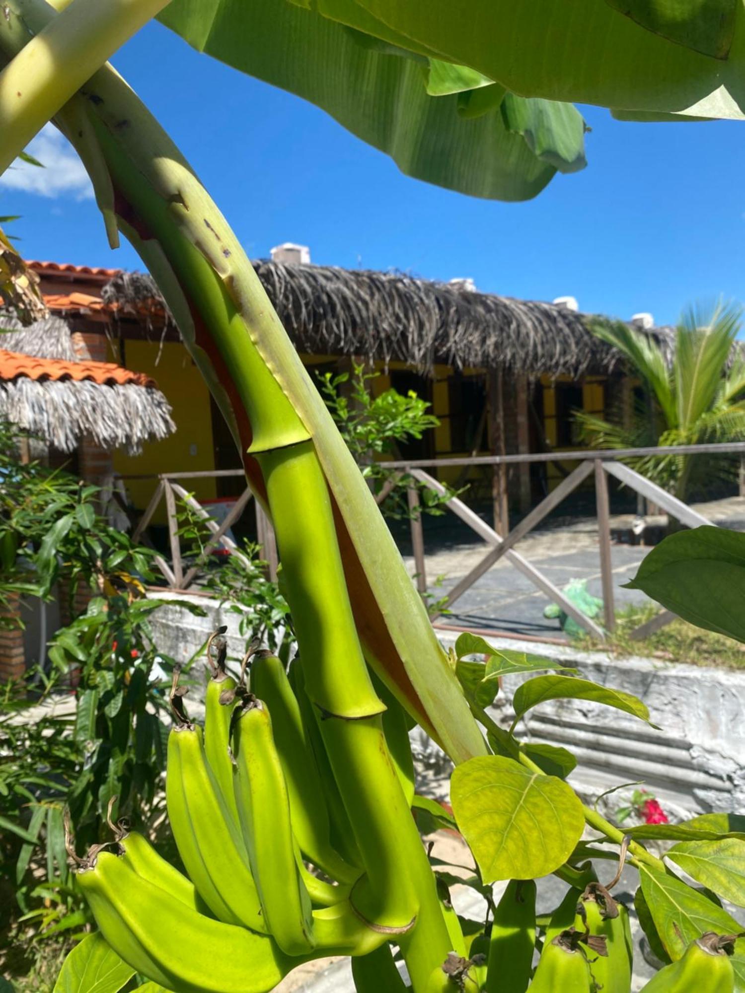 Pousada Rancho Sol Nascente Tutóia Exteriér fotografie